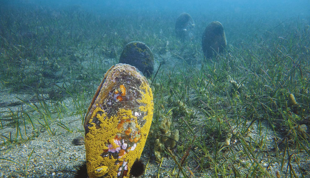 Pinna Nobilis all'Asinara