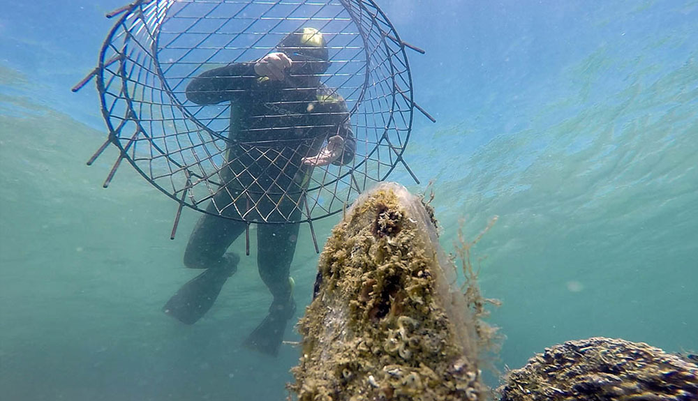 Pinna Nobilis a rischio estinzione