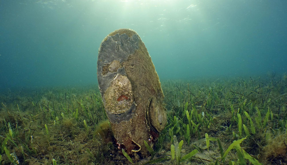 Grande esemplare di Pinna Nobilis all'Asinara