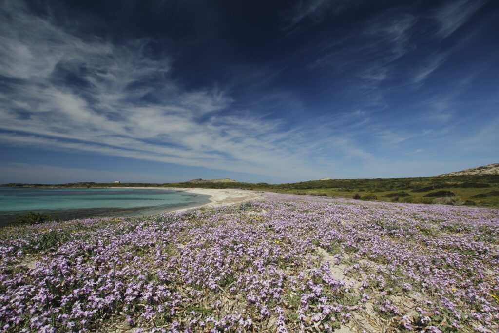 Mathiola spiaggia in primavera all'Asinara 