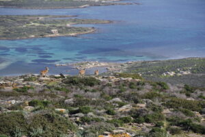 Cala Marcuzza e mufloni 